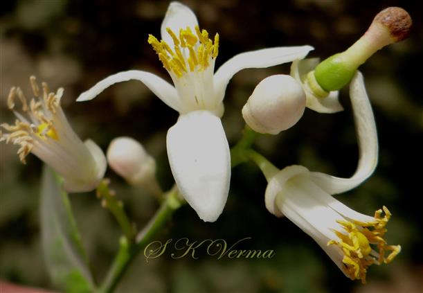  Flowers